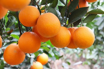 鹿寨蜜橙