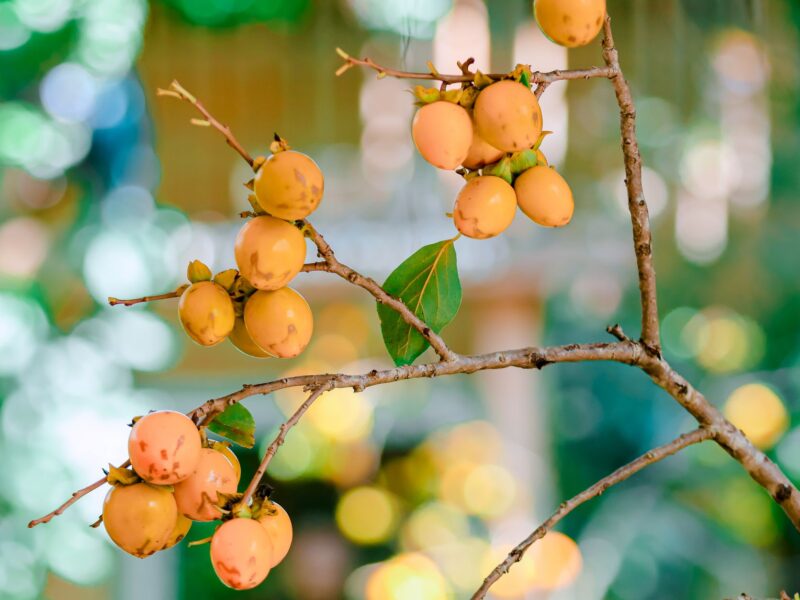 三潭枇杷:新安江畔的名优土特产