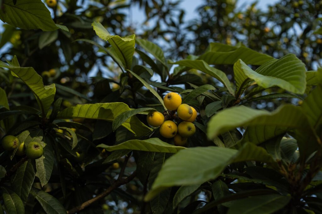 三潭枇杷：新安江畔的名优土特产