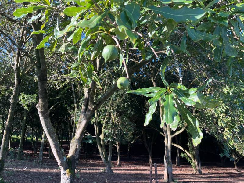 夏威夷果