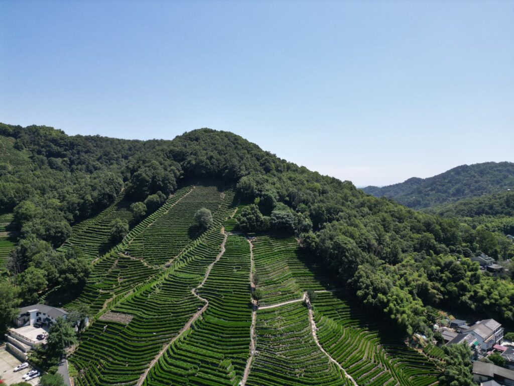 西湖龙井