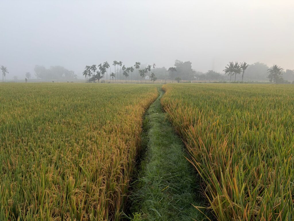 Serene morning view of rice fields in Jember, East Java, shrouded in fog with a pathway leading through the golden crops.